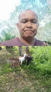 locafarmers .Goat kids become street reliever.enjoy watching..