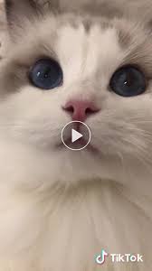 Il Video Breve Tik Tok Animals Di Original Sound Turkeyanimals Cute Baby Cats Animals Pretty Cats