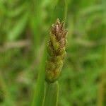 Image result for Eleocharis acutangula