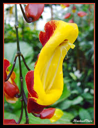 Image result for Thunbergia mysorensis