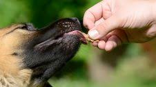 Guardians seek out new vets for a variety of reasons, including a recent adoption or move get fetch in your inbox. Healthy Pets Plus Membership Program Greencross Vets