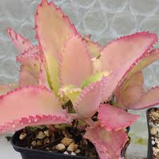 Kalanchoe Laetivirens Turning Pink At Temperatures Below 10c Cactus Y Suculentas Suculentas Plantas