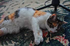 How often do cats go in heat when not spayed? How Long When Do Cats Stay In Heat How Can You Tell If She S In Heat And What Care Should You Take