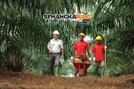Check spelling or type a new query. Apa Saja Nama Jabatan Di Perkebunan Kelapa Sawit Dan Fungsinya