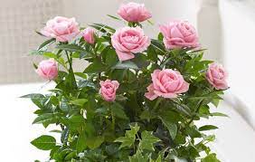 Für ein erfolgreiches wachstum brauchen rosen die richtigen begleitpflanzen. Mini Rose Im Topf Begleitpflanze Efeu Unterpflanzung Bepflanzung Kubelpflanzen Rosenpflege