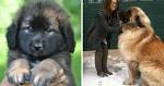 15 Types of Large Dog Breeds with Pictures