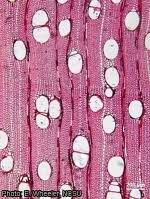 Image result for Antrocaryon nannanii