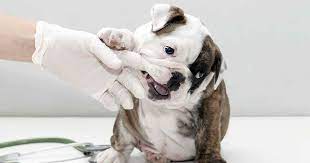 What are common bulldog health problems? English Bulldog Health Problems