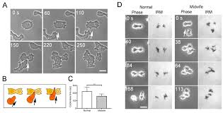 A cell is the smallest unit of life and is capable of all living functions. Cells Free Full Text Cytokinesis D Is Mediated By Cortical Flow Of Dividing Cells Instead Of Chemotaxis Html