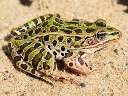 Image result for Lepidagathis andersoniana