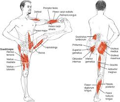 Yoga Time Yoga Blog Yoga Anatomy Yoga Muscles Yoga Asanas