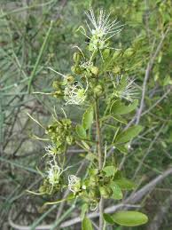 Image result for Maerua duchesnei