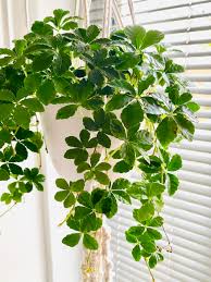 Image result for Parthenocissus