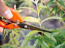 Check spelling or type a new query. 6 Simple Tips For Maintaining Your Gardening Tools Garden Betty