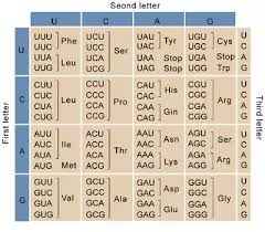 what is an easy way to learn the 61 codons and their