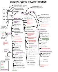 Instant Anatomy Upper Limb Nerves Skin Specific