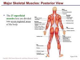 10 Muscles Human Anatomy And Physiology Muscle Muscular System