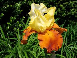 Floradiscover the legends and myths and religious beliefs surrounding flora, the roman goddess of flowers, fertility and spring who protected the early. 120 Botanical Baby Names House Plant Hobbyist