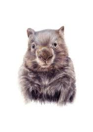 Wombat Illustration Australian Animals Nursery Art Drawing A3 Animal Nursery Art Australian Animals Australian Animal Nursery