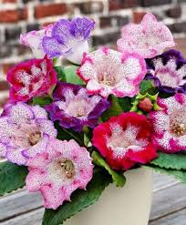 Gloxinia Tigrina Mixed Flower Bulbs From Spalding Bulb Bulb Flowers Planting Flowers Flowers