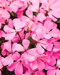 In this article i've listed 10 popular fragrant. Great Flowers To Plant In Northern Michigan This Summer Perennials Trunorth Landscaping
