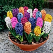 Feature Mixed Hyacinthus Orientalis Seed 300pcs Lot Mixed Color Hyacinthus Orientalis Seeds Material Flower Seeds St Bonsai Flower Bulb Flowers Flower Seeds