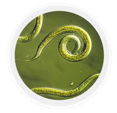 Animals in which the cells are arranged in two embryonic layers, an external ectoderm and an internal endoderm, are called diploblastic animals, e.g., coelenterates. Kingdom Animalia Phylum Subphylum An Overview