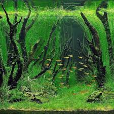 Tanaman ini tumbuh menyebar, sangat cocok untuk ditaruh di bagian tengah aquascape. 3 Jenis Kayu Yang Cocok Untuk Memulai Pembuatan Aquascape Blog Informasi Dunia Online