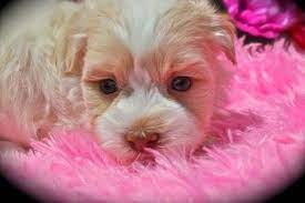Canyon hills havanese puppies in sarasota, tampa, miami, naples orlando and all the way to key west you are all welcome to come and visit our pups. Havanese Puppy For Sale Adoption Rescue For Sale In Tampa Florida Classified Americanlisted Com