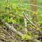 Introduction to hedge laying and gate installation event image