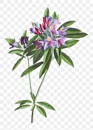 Vintage Pontic Rhododendron Flower Illustration Botanical Wall Art Free Image By Rawpixel Com Moss In 2020 Flower Illustration Botanical Wall Art Free Art