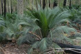 Image result for Macrozamia communis