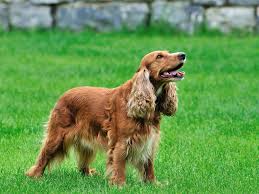 Facebook is showing information to help you better understand the purpose of a page. Irish Setter Breed Guide Learn About The Irish Setter