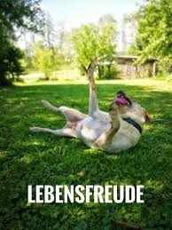 Urlauber mit hund erleben in italien ein land der vielfalt und kontraste, in dem selbst alltägliche momente bleibende eindrücke hinterlassen. Pin Auf Bayern Urlaub Mit Hund