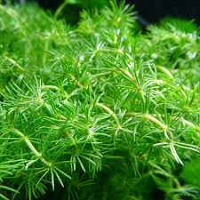 Image result for Rotala myriophylloides