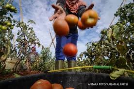 Bagaimana untuk mengolah jus tomat? Ternyata Segelas Jus Tomat Per Hari Mampu Membantu Turunkan Tekanan Darah