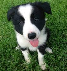 Border Collie Pup I Want Another One Banjo Needs A Buddy Right Border Collie Collie Border Collie Puppies