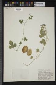 Image result for Cucumis ficifolius