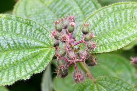 Image result for Courtoisina cyperoides