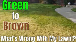 Semi ~ vanilla new server. Diy How To Fix Ugly Lawn What S Wrong Matted Grass Dead Dormant Brown Bermuda Grass In The Lawn Youtube