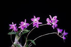 Laelia Anceps Irwin S Beautiful Orchids Orchids Cattleya