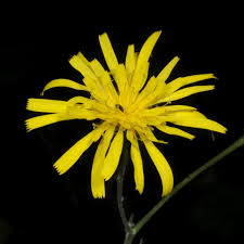 Image result for Calostephane