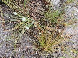 Image result for Eriocaulon wildii