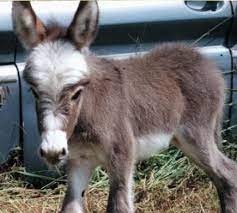 On Buying Miniature Donkeys Miniature Donkey Cute Donkey Donkey