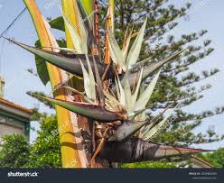 Image result for Strelitzia caudata