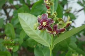 Image result for Periploca