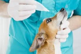 You can see how to get to eye care clinic for animals, p.c. New Clients Eye Care Clinic For Animals
