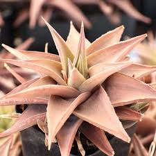 Image result for Haworthia limifolia