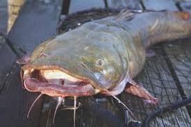 Apr 30, 2018 · initial channel catfish stocking rate usually is 100 fingerlings per surface acre (i.e., 10 per 1/10 acre) in ponds that are not fed or fed inconsistently. Georgia Catfish Best Bets 2019