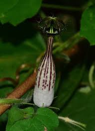 Image result for Ceropegia meyeri